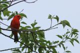 Scarlet Tanager ♂