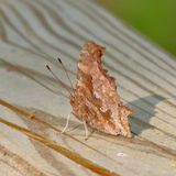 Eastern Comma