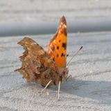 Eastern Comma