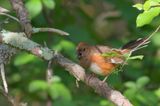 Eastern Towhee ♀