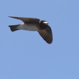 Cliff Swallow