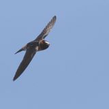 Cliff Swallow