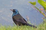 Common Grackle