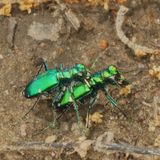 Cicindela sexguttata