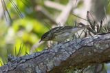Blackpoll Warbler ♀