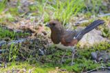 Eastern Towhee ♀
