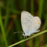 Eastern Tailed-Blue
