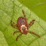 American Dog Tick ♀