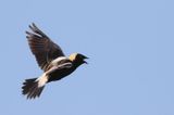Bobolink ♂