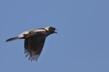 Bobolink ♂