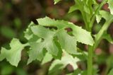 Wild Lettuce * Lactuca floridana