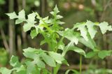 Wild Lettuce * Lactuca floridana