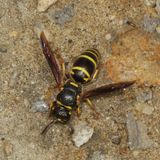 Euodynerus foraminatus