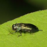 Agrilus cyanescens