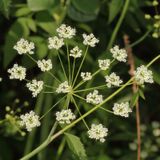Water Hemlock * Cicuta maculata