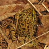 Green Frog