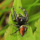 Phidippus clarus