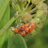 Red Milkweed Beetle