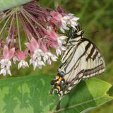 Eastern Tiger Swallowtail