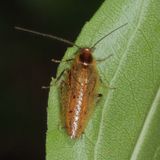  Ectobius lapponicus ♂ * Dusky Cockroach