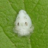 Flatormenis proxima / nymph