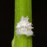 Flatormenis proxima / nymph