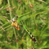 Common Pondhawk & Pearl Crescent
