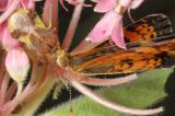 Pearl Crescent & Jagged Ambush Bug