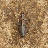 Sidewalk Tiger Beetles * Cicindela punctulata