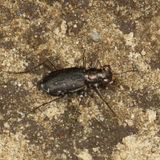 Cicindela punctulata