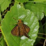 Dun Skipper ♂