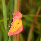 Hodges#11055 * Pink Star Moth * Derrima stellata
