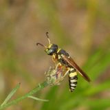 Philanthus ventilabris * Flat-collared Beewolf 