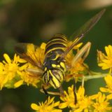 Spilomyia longicornis