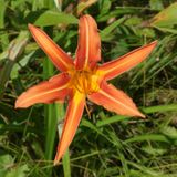 Hemerocallis fulva * Orange Daylily
