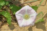 Wild Morning-Glory * Calystegia sepium ?