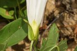 Wild Morning-Glory * Calystegia sepium ?