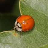 Harmonia axyridis
