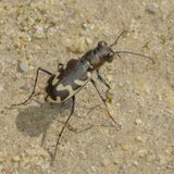 Cicindela formosa generosa