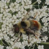 Eristalis flavipes * Orange-legged Drone Fly