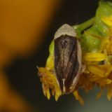 Meadow Spittle Bug - Philaenus spumarius