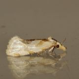 Hodges#3754.1 * Aethes angustana