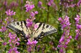 Eastern Tiger Swallowtail