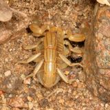 Paravaejovis spinigerus * Stripe-tailed Scorpion