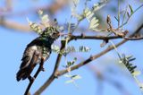 Broad-billed Hummingbird 