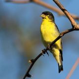 Lesser Goldfinch ♂