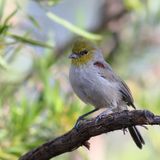 Verdin