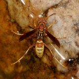 Polistes dorsalis californicus * Hunters Little Paper Wasp