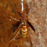 Polistes dorsalis californicus * Hunters Little Paper Wasp