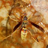 Polistes dorsalis californicus * Hunters Little Paper Wasp